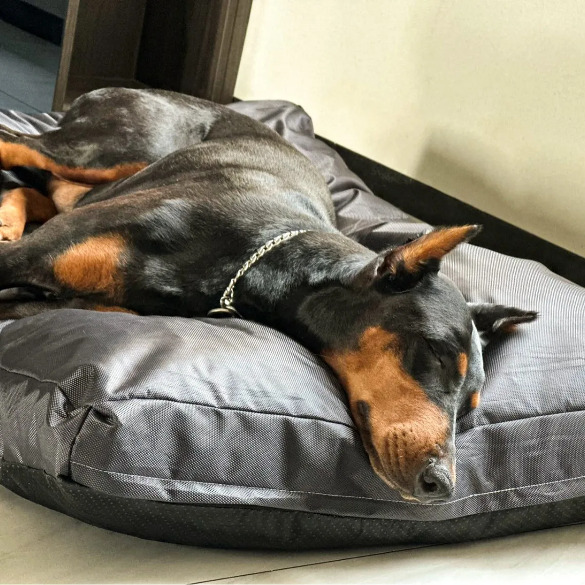 Cama de verano desmontable para gatos y perros, impermeable y lavable - imagen 4