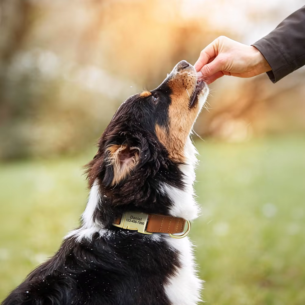 Collar para perro personalizado con placa de corazón – Grabado gratis - imagen 3