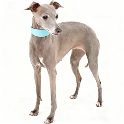 Collar de cuero acolchado para perro Whippet galgo - ajustable