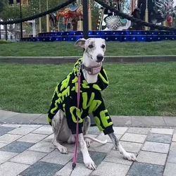 Chaqueta polar cálida para perros pequeños y medianos con capucha