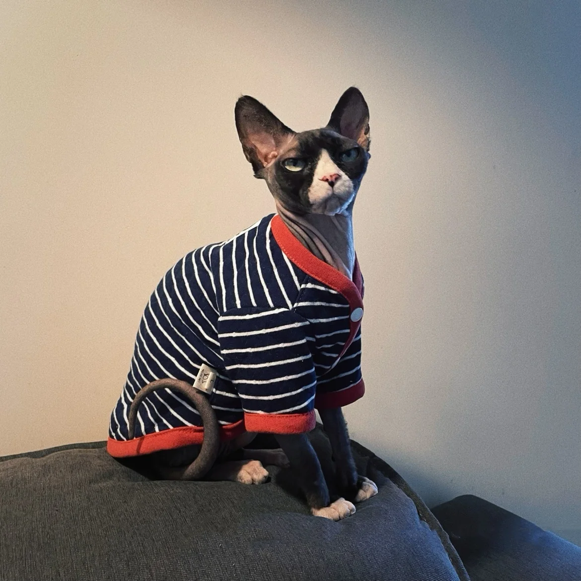 Sphynx Cat Chaqueta de algodón a rayas en invierno Cálido abrigo de manga larga para gato macho Cárdigan de primavera otoño Ropa de estar por casa para gatitos - imagen 2