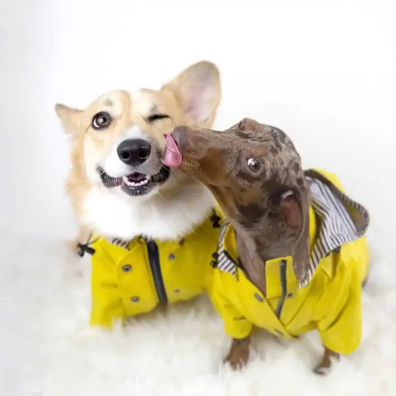 Chubasquero de moda para perros, impermeable, chaqueta, abrigo a prueba de viento para perros pequeños, medianos y grandes, ropa de moda para mascotas