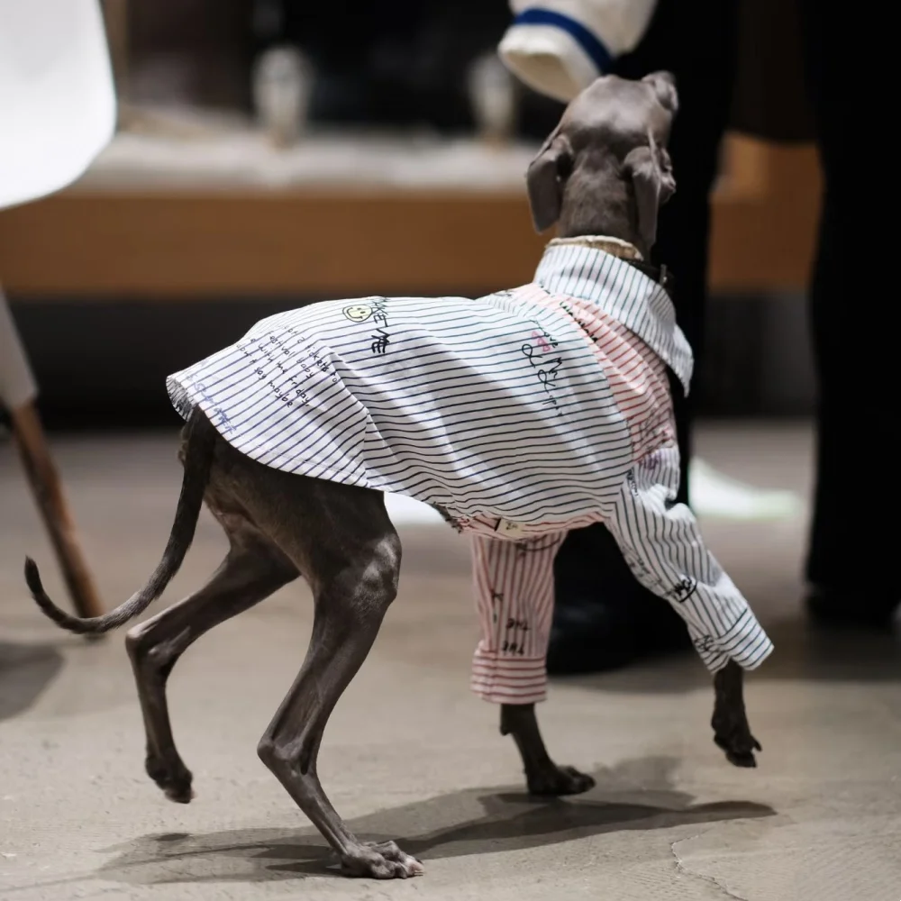 Elegante camisa de caballero con botones de rayas de algodón para Little Greyhound Loungewear Primavera Otoño Whippet Monograma Abrigo Negro - imagen 5