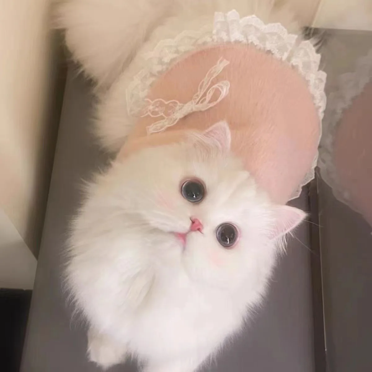 Chaleco de felpa para mascotas, chaleco de encaje bonito para perros y gatos, abrigo grueso, abrigo con lazo cálido, ropa para cachorros pequeños, otoño e invierno - imagen 3