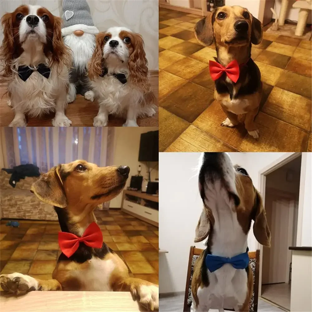 Collar lazo ajustable para perros y gatos - imagen 3