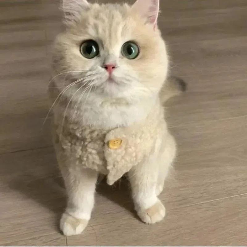 Ropa para gatos, chaleco cálido de pelo de cordero, sudadera de lana cálida y suave para invierno, chaqueta para cachorros y gatitos, abrigo, disfraz de Sphynx para mascotas, suéter 이 - imagen 4