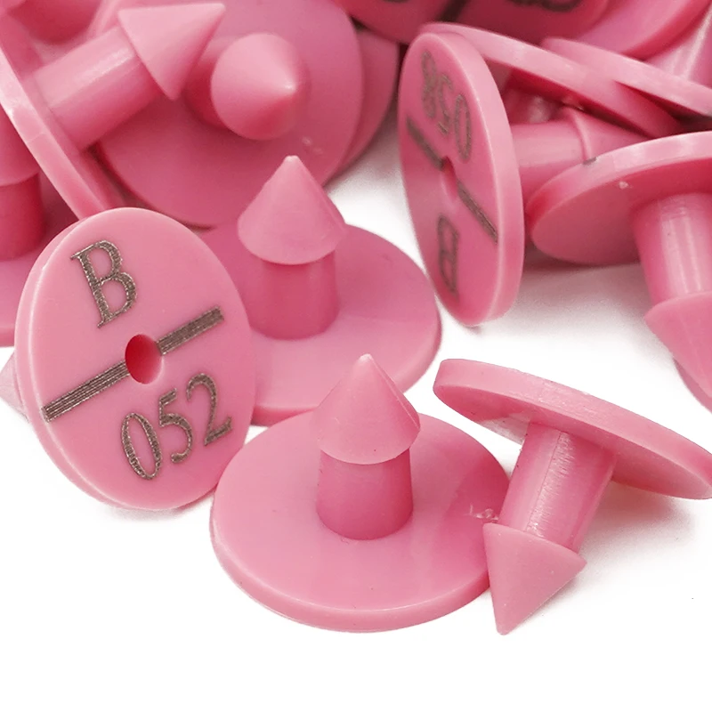 Proceso mostrando aplicación en orejas con anillos transparentes