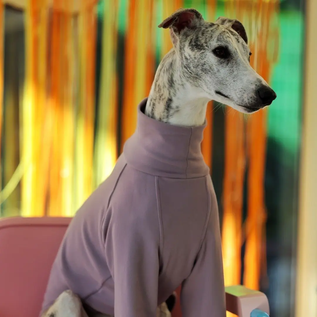 Jersey pijama para Galgo Italiano y Whippet – Primavera - imagen 2