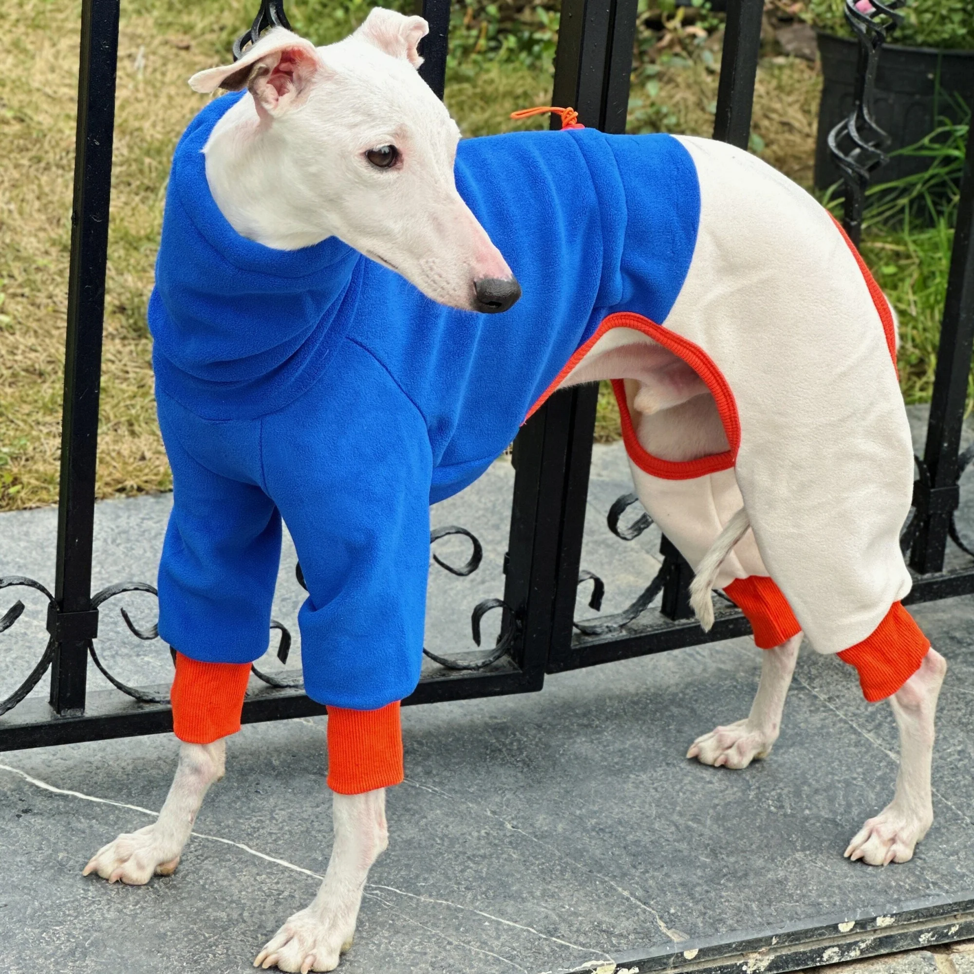 Sudadera elástica para perros Whippet y Galgo – abrigo de otoño - imagen 2