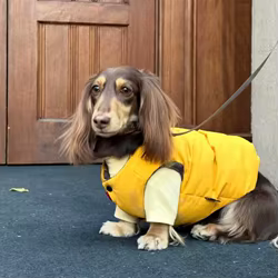 Chaqueta forro polar cortavientos con botones perro Dachshund