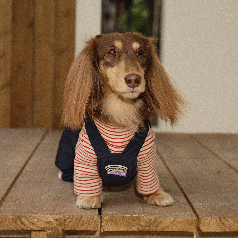 Pantalón vaquero azul para dachshund cómodo y estiloso - imagen 2