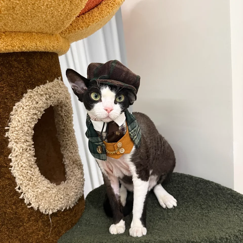 Sombrero Kawaii para perro y gato, bonito sombrero con pintura al óleo, tocado para gato, boina de lana de lujo para perros pequeños, Yorkshire, Teddy Schnauzer, Bichon Frise - imagen 4