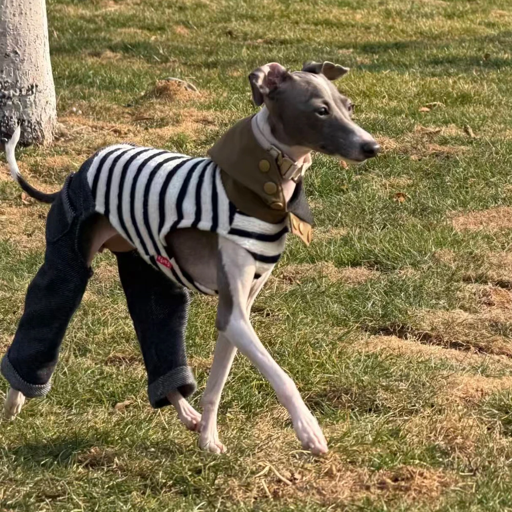 Mono de mezclilla elástico para perro Galgo Italiano – Ropa primavera - imagen 5