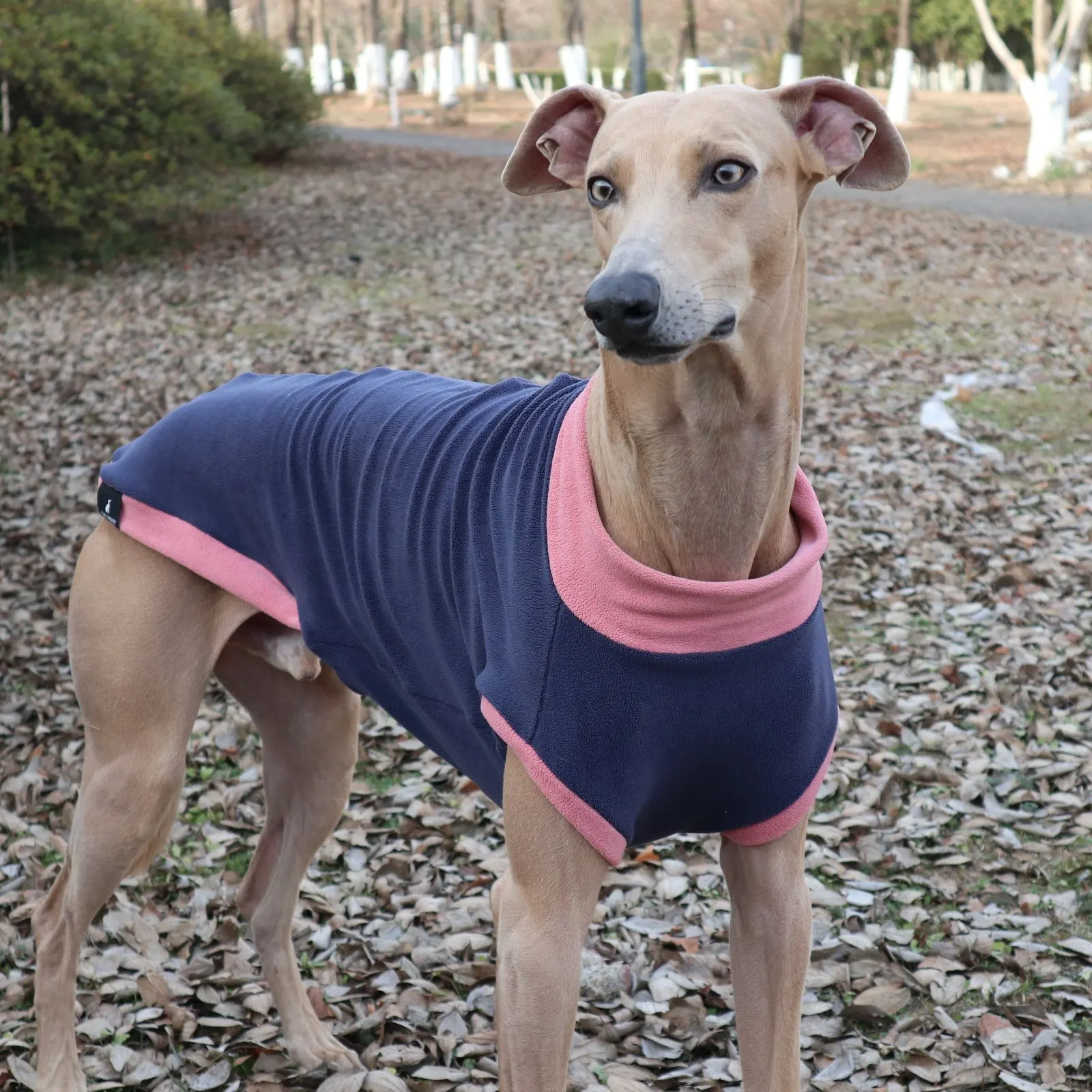 Camiseta azul perros Galgo Español y Whippet – Suave primavera otoño - imagen 5