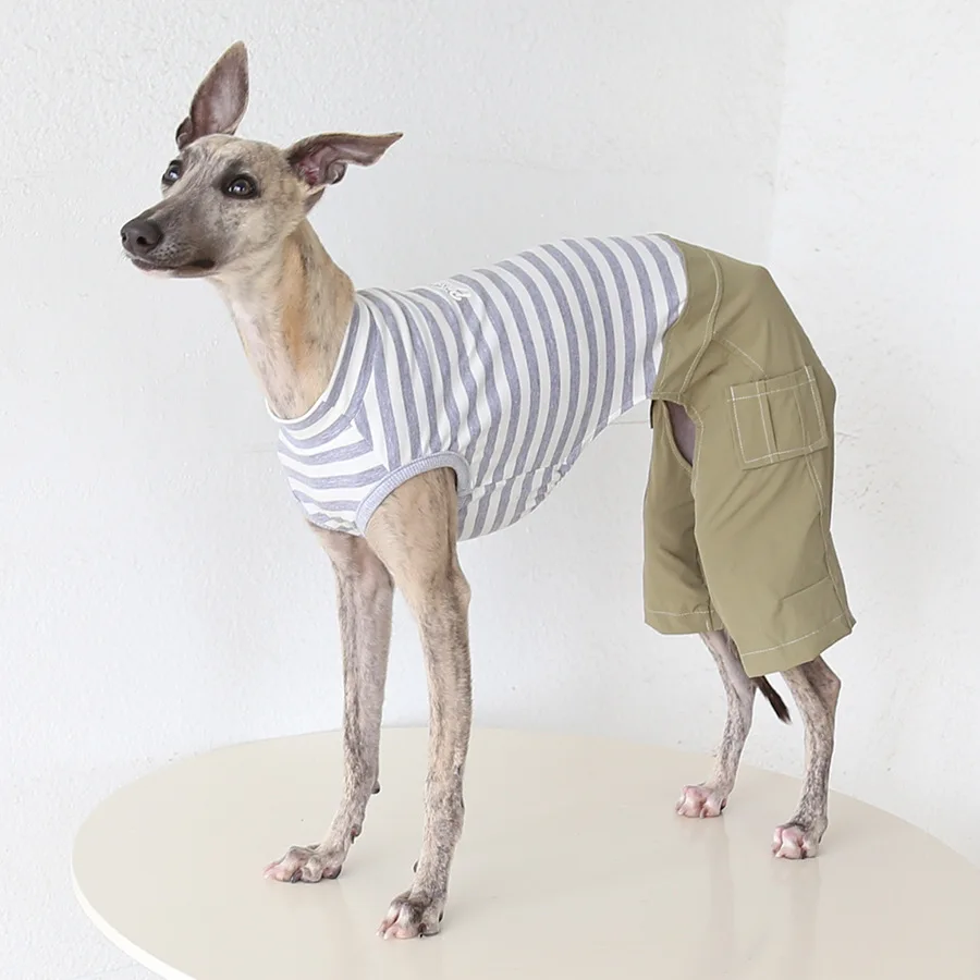 Pantalones protectores para perros: Galgo italiano y Whippet