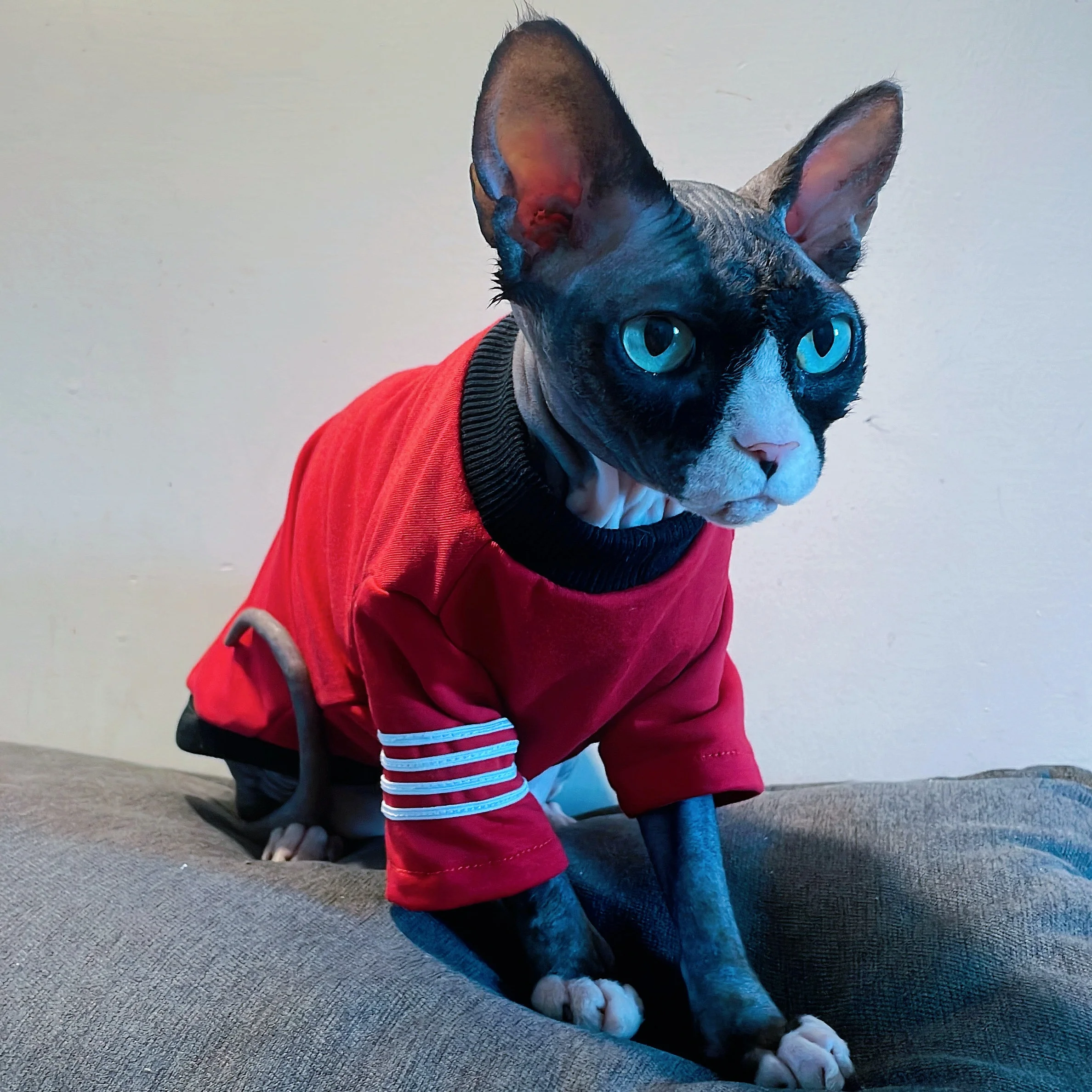 Camiseta de algodón cálido para gatos Sphynx y Devon Rex - imagen 3