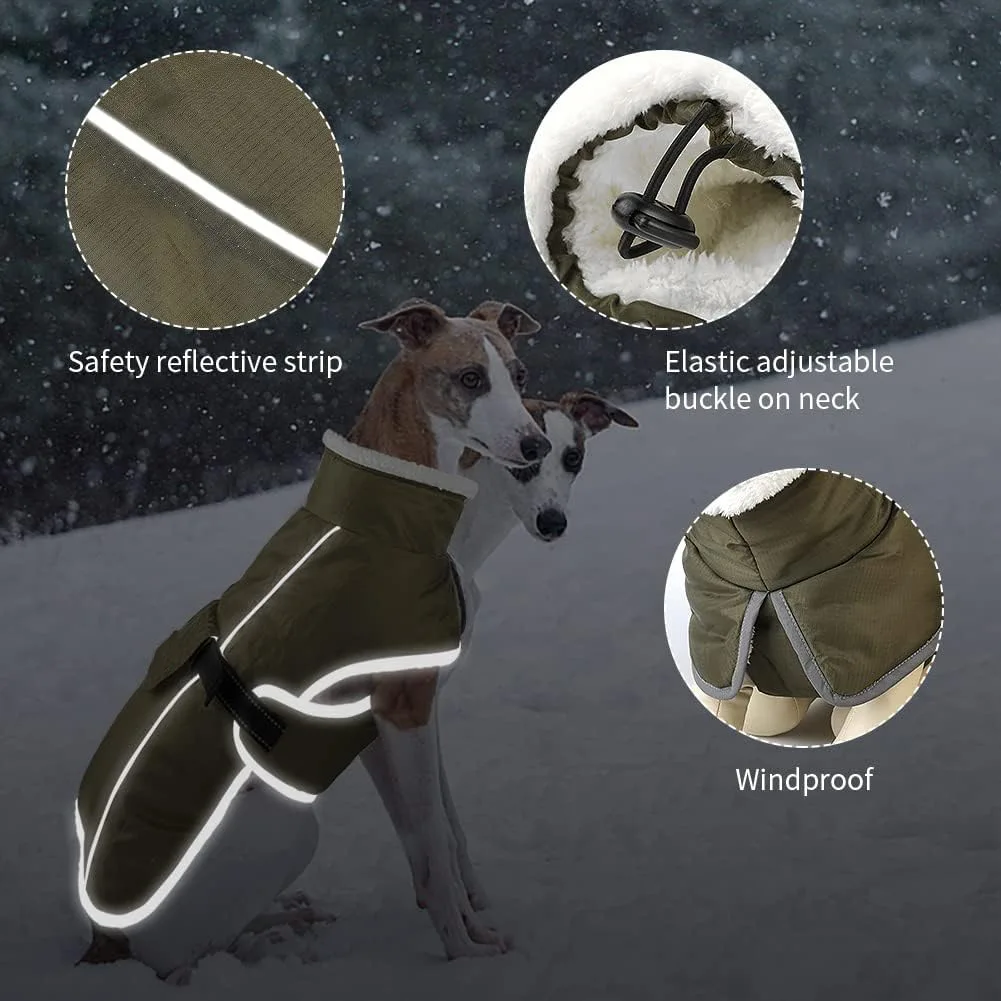 Perro usando el abrigo en ciudad con luces de noche