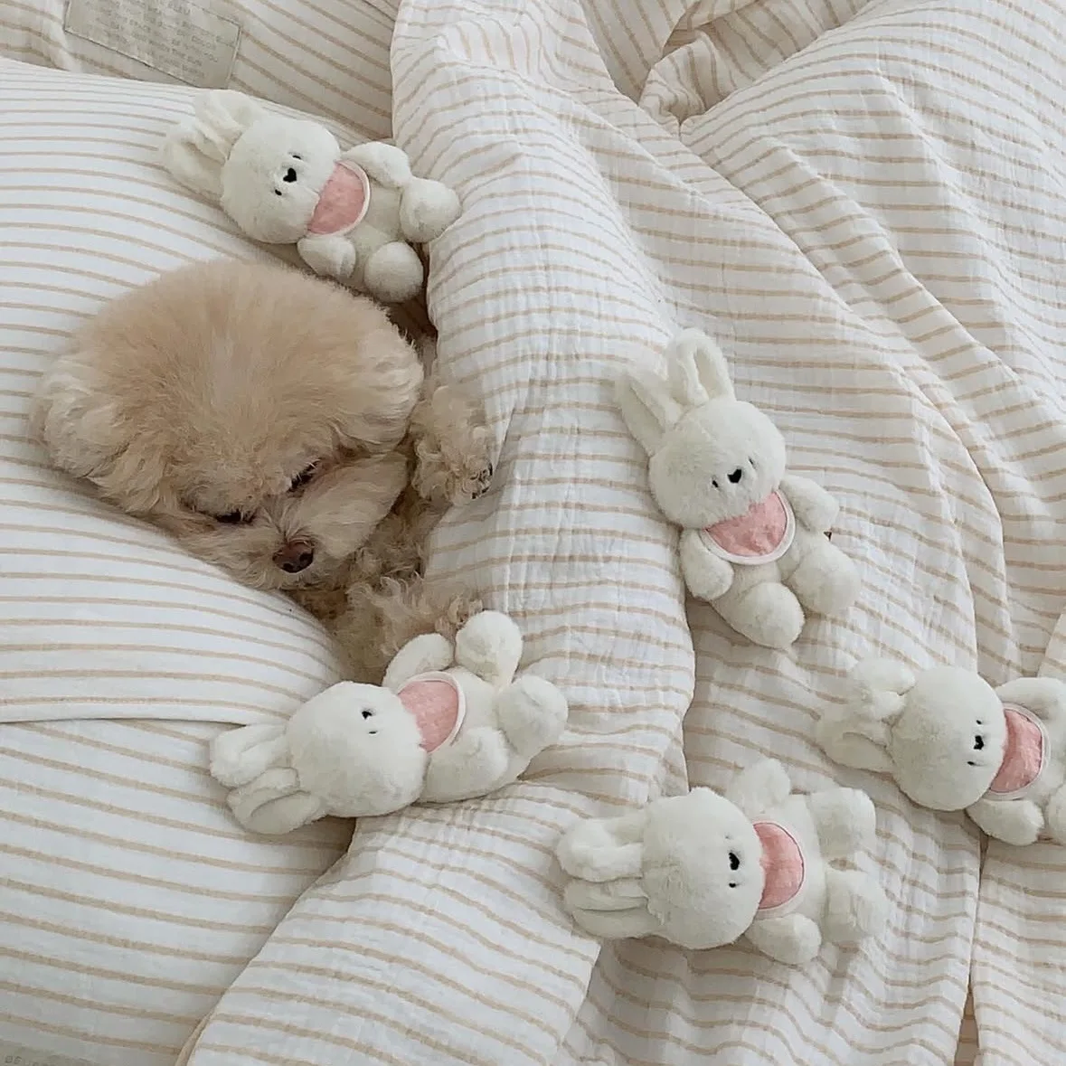 Juguete de peluche para mascotas, conejo que acompaña los sonidos y sonidos para dormir, ropa de cama para gatos, accesorios para perros Pomerianos para cachorros