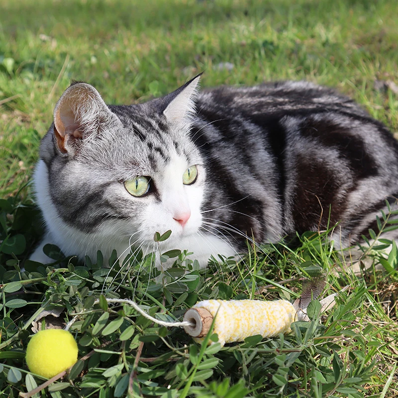 Juguete de gato de plumas naturales con Tianmuliang, Material seguro y divertido para un tiempo de juego agradable para su amigo felino, accesorios para gatos - imagen 5
