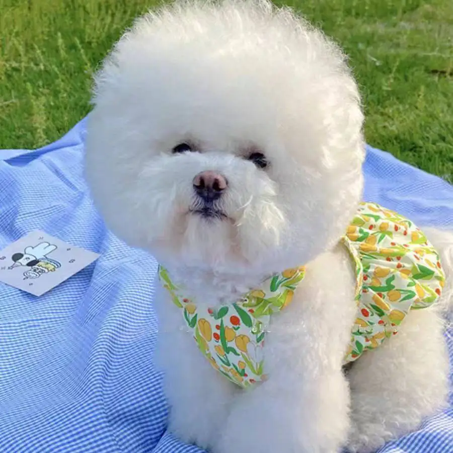 Falda de calabaza para mascotas, chaleco con tirantes de princesa y flores, Teddy Yorkshire Schnauzer, ropa para perros pequeños y gatos, falda fina con brotes para perros - imagen 3