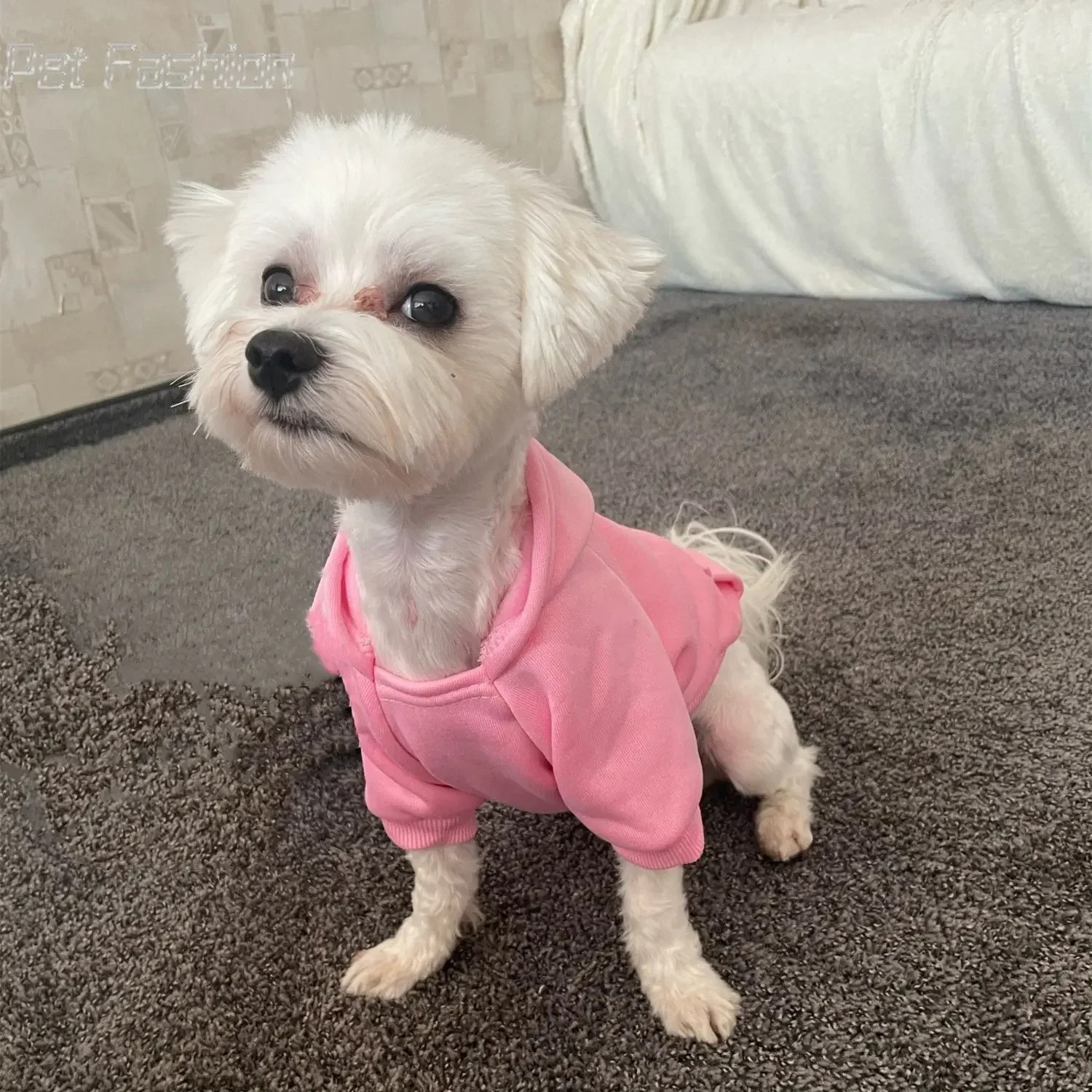 Sudaderas con capucha sólidas para perros y gatos pequeños, ropa para mascotas, abrigo, chaquetas, sudadera para Chihuahua, trajes para mascotas de algodón - imagen 3