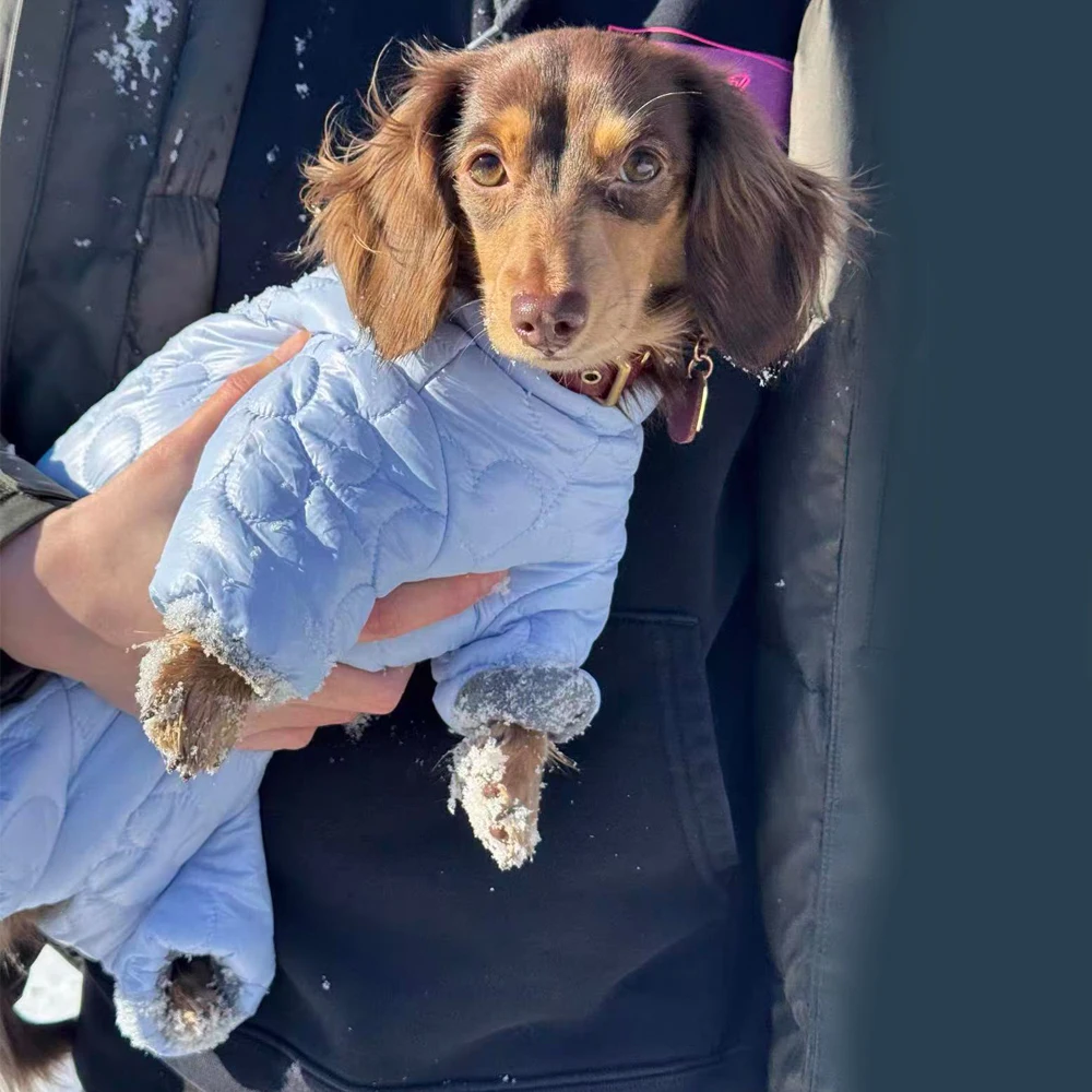 Chaqueta de plumón térmica para perro salchicha, abrigo invernal