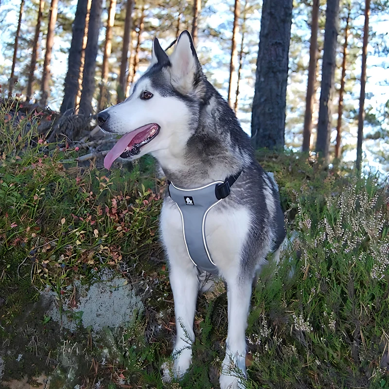 Arnés de adiestramiento para perros transpirable acolchado en neopreno - imagen 5