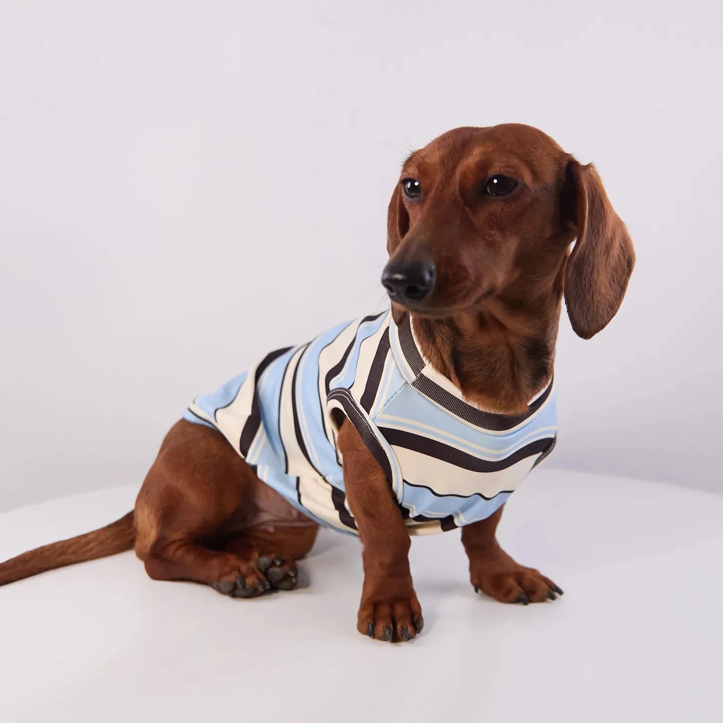 Camiseta primavera a rayas para perro salchicha – algodón manga corta - imagen 2