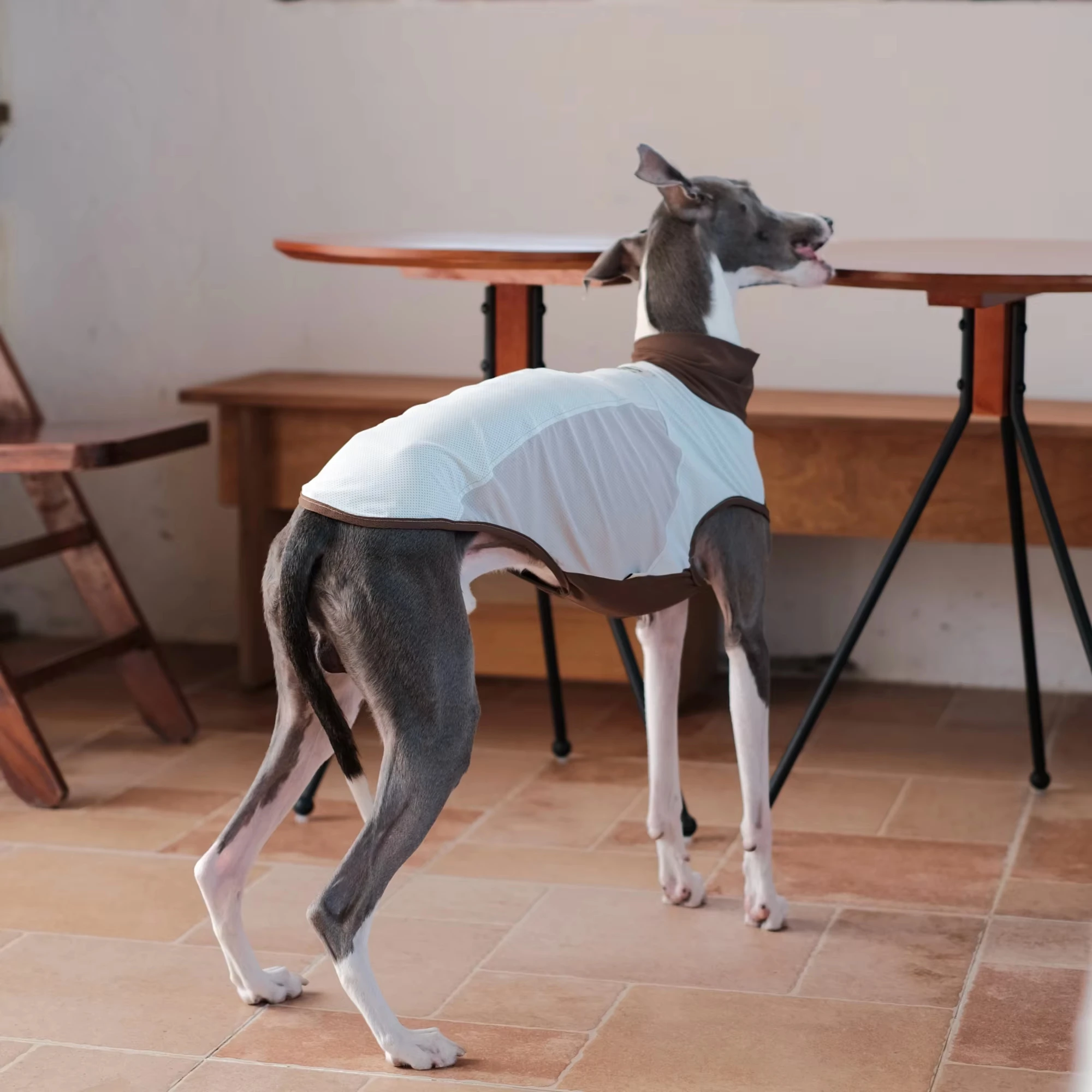 Chaleco refrigerante de verano para galgos, whippets y perros de caza
