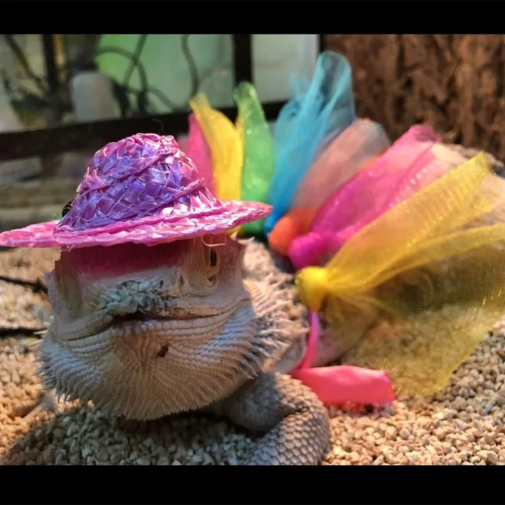 Sombrero de disfraz de dragón barbudo para lagartos, falda tutú y reptiles, disfraz para mascotas pequeñas, ropa, accesorios para fotos para Geckos, hámster, rata - imagen 3