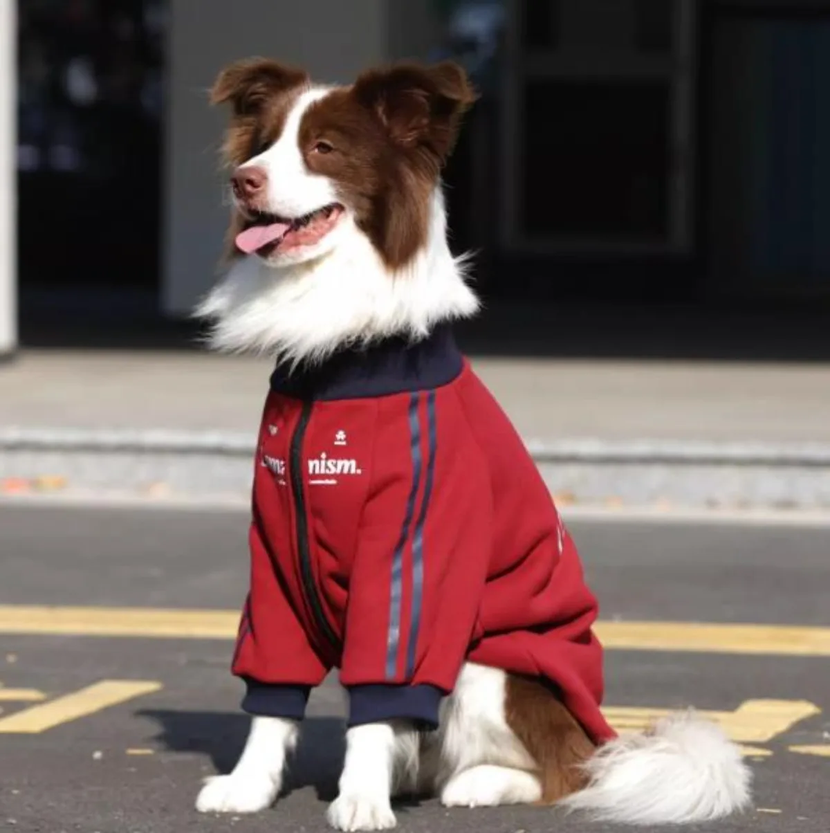 Abrigo impermeable para Bulldog Francés – Cálido y resistente al frío - imagen 2