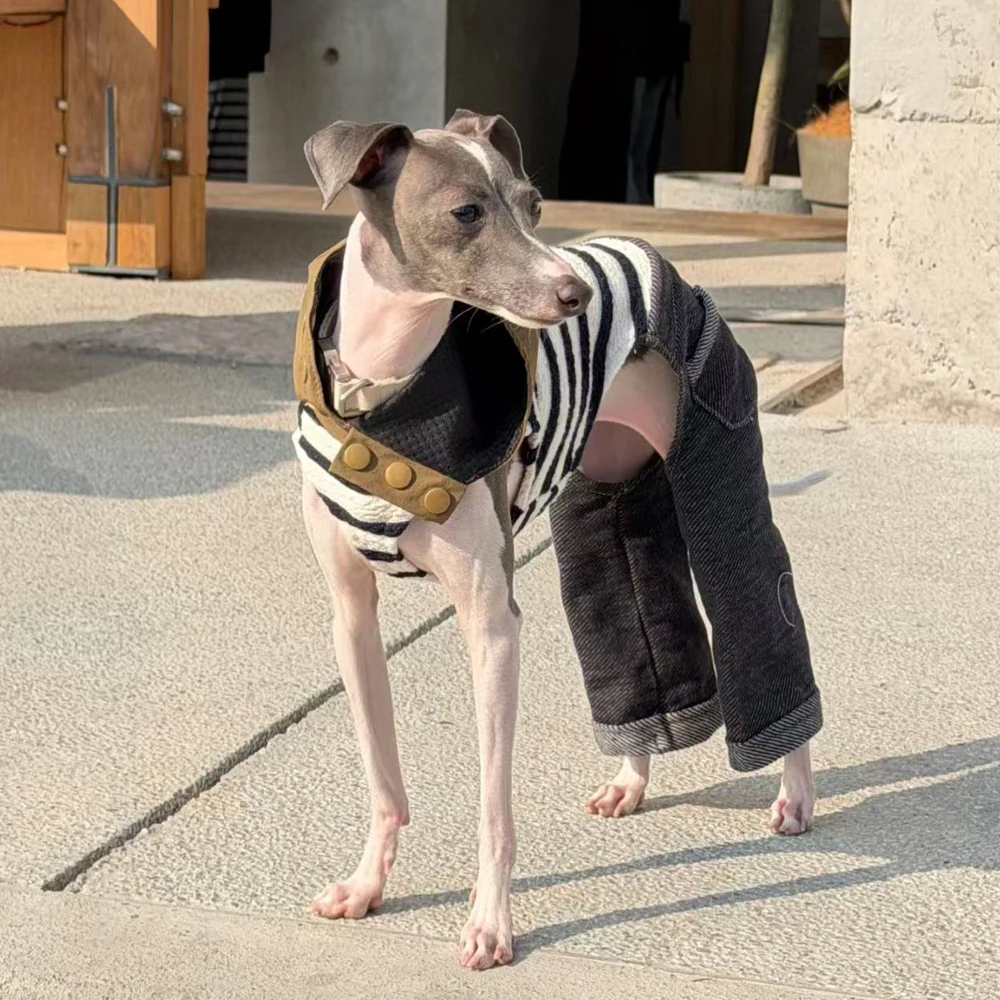 Mono de mezclilla elástico para perro Galgo Italiano – Ropa primavera - imagen 3