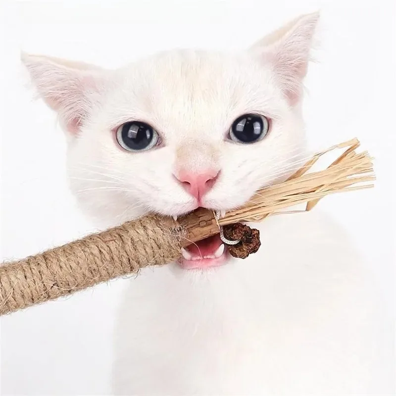 Matatabi Natural para mascotas, palillos de aperitivos para gatos, limpieza de dientes, hierba gatera, juguetes para gatos, Actinidia Silvervine, juguete para mascotas, accesorios para gatos