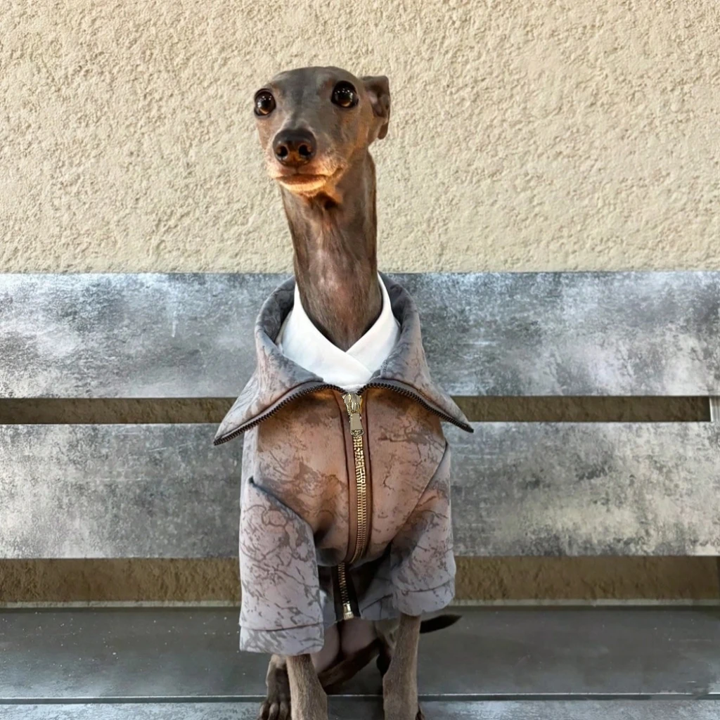 Paseo nocturno con perro abrigado