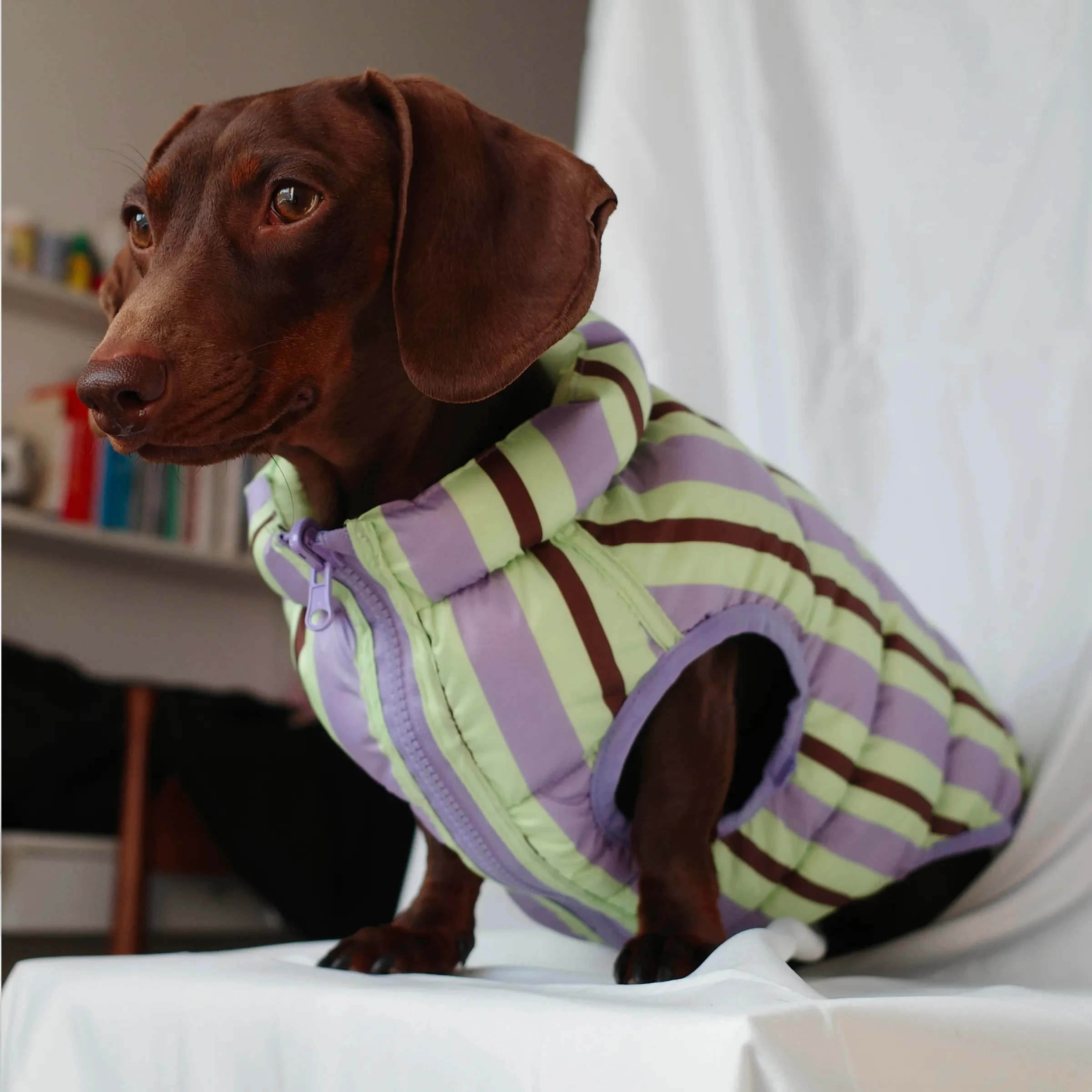 Chaqueta de plumón de invierno para perros tejón, chaleco grueso para perros Wiener en clima frío, abrigo ligero y cálido sin mangas para perro salchicha - imagen 3