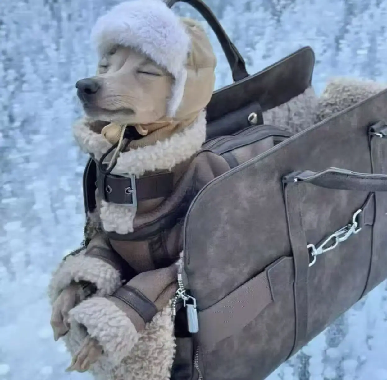 Chaqueta marrón de invierno para perros, elegante abrigo de algodón grueso ajustable para galgo italiano, chaqueta cálida a prueba de viento para Whippet - imagen 4