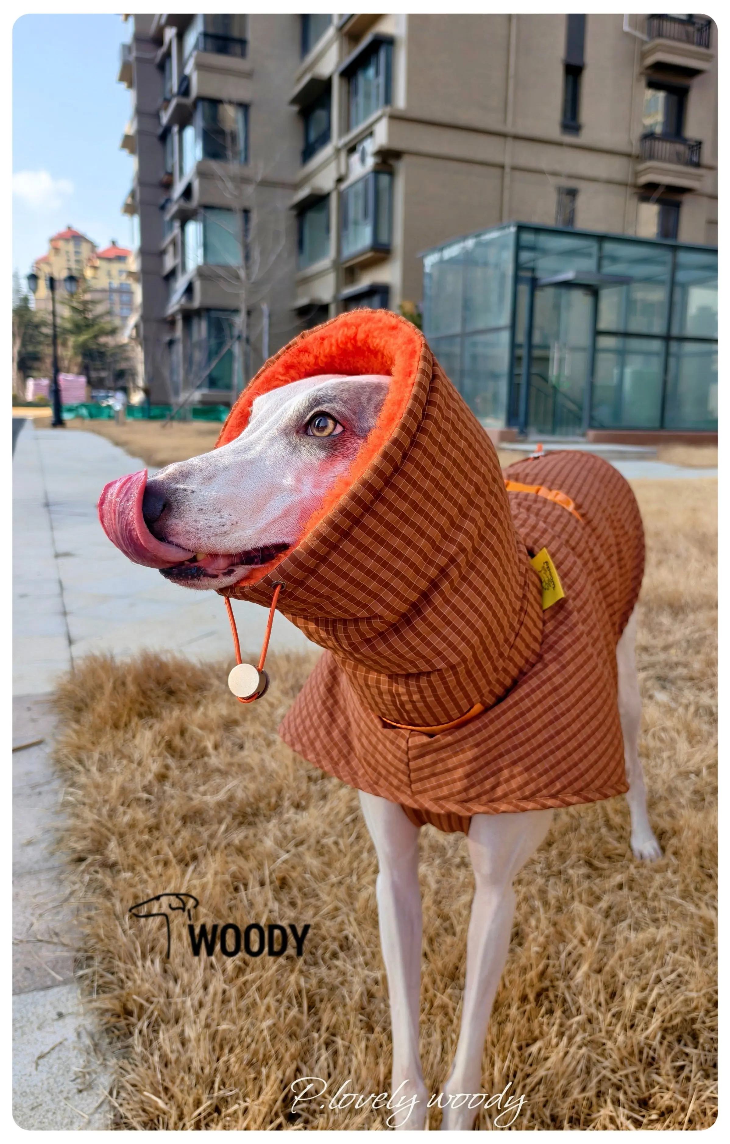 Perro usando el abrigo en un parque invernal