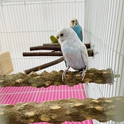 Palo posadero para pájaros con zona de desgaste de pico – Mantén el pico sano