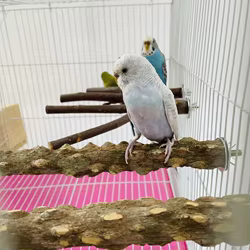 Palo posadero para pájaros con zona de desgaste de pico – Mantén el pico sano