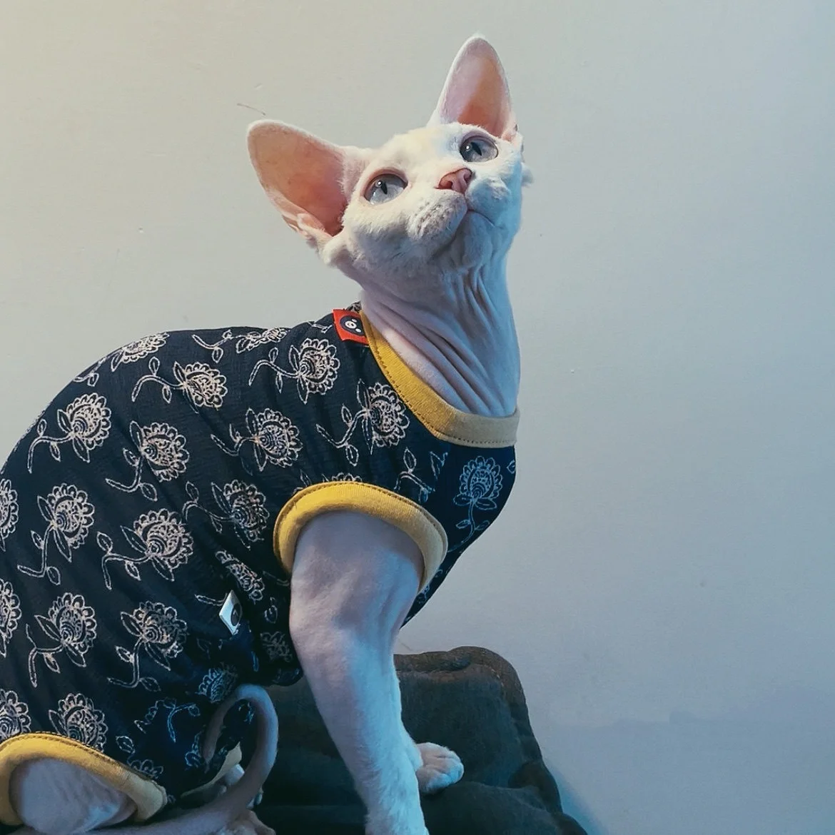 Camiseta elástica de algodón suave para Esfinge Devon Rex azul oscuro - imagen 5