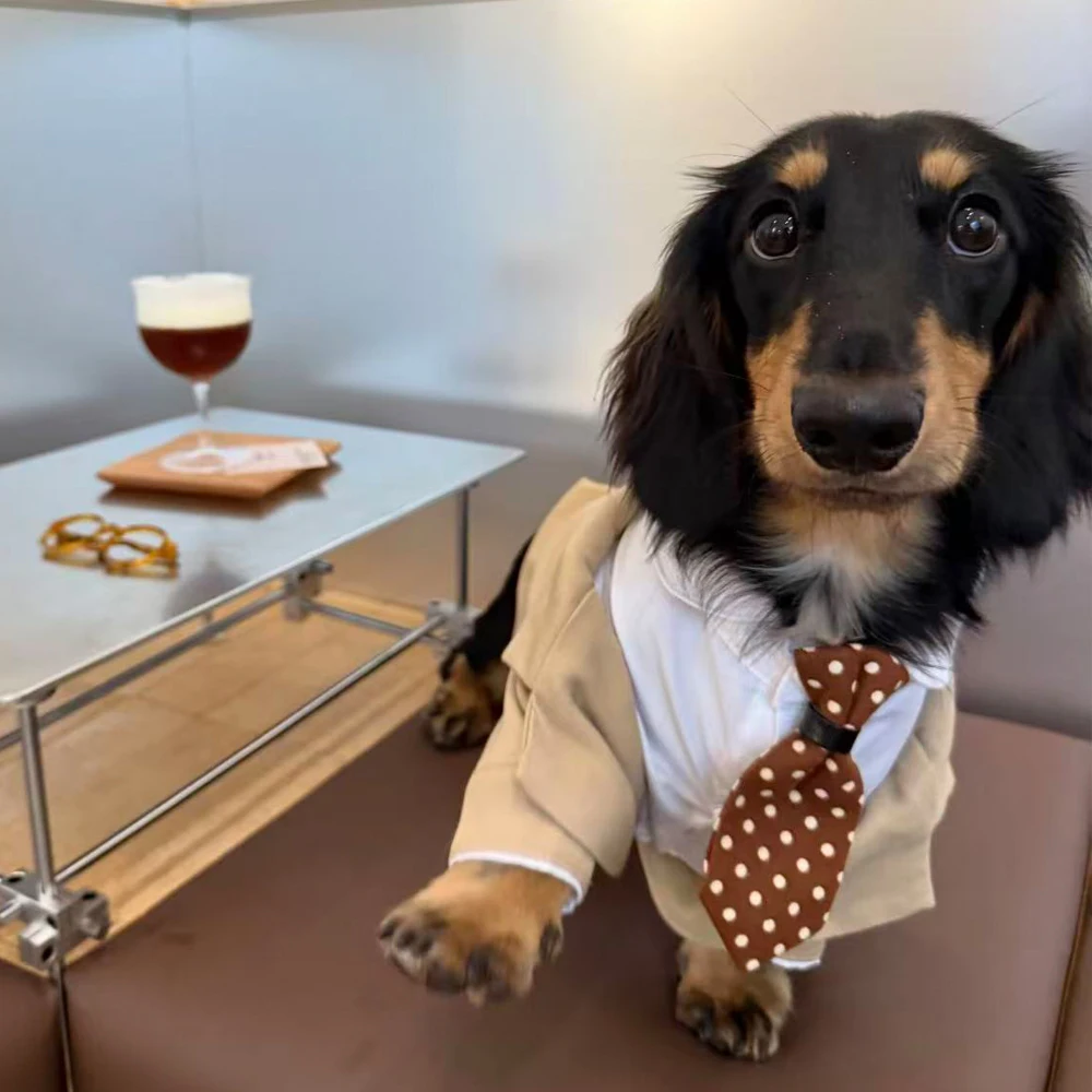 Traje formal para perro Dachshund con corbata marrón – Bodas - imagen 3