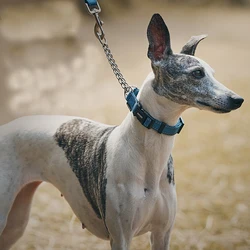 Collar antirotura para perro galgo Whipbit cómodo y seguro