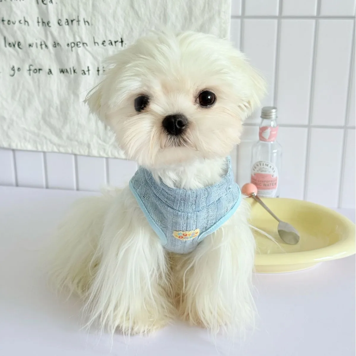 Camisola fina de color caramelo para primavera y verano para mascotas, chaleco fresco con oso de peluche, vestido para gatos y mascotas, ropa para cachorros, chaleco refrescante para perros - imagen 4