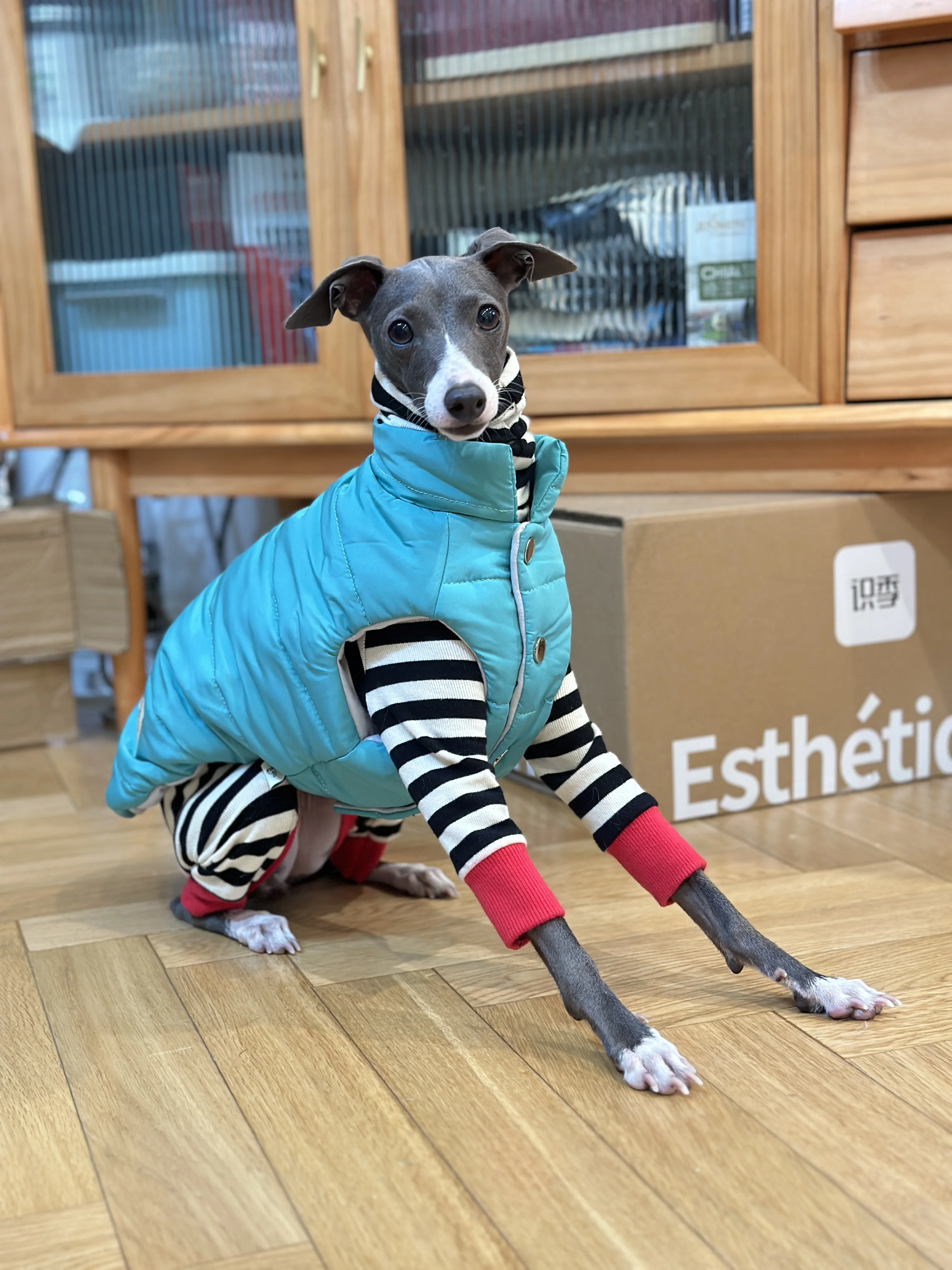 Chaqueta Iggy de moda con cremallera, abrigo cálido para perro galgo para Whippet, chaqueta azul a prueba de viento para Terrier sin aire en invierno - imagen 3