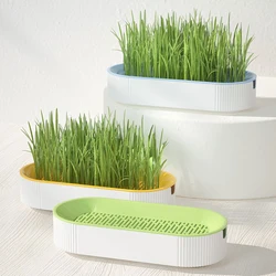 Bandeja hidropónica para cultivar hierba de gato