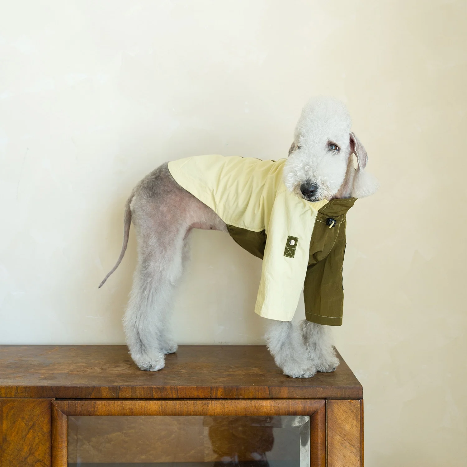 Chaqueta impermeable para Galgo Italiano – Abrigo ultraligero verde - imagen 5