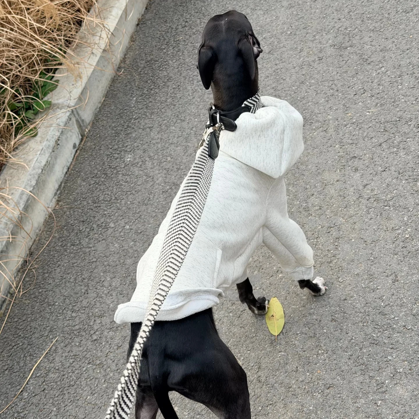 Sudadera con capucha manga larga gris para Galgo Italiano y Whippet - imagen 2