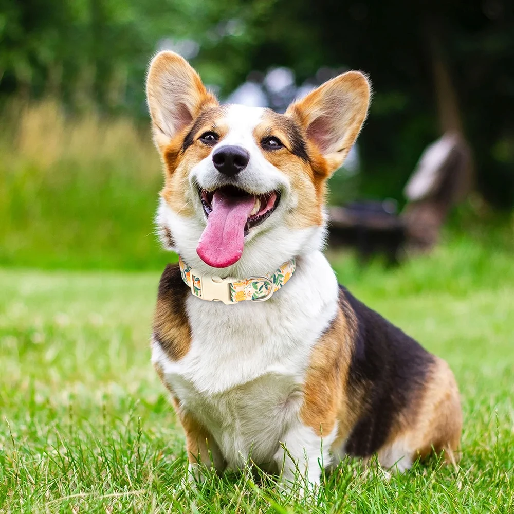 Collar para perro bonito, collares para perros con estampado de nailon, Collar ajustable para perro, estampado de abeja y flor para perros pequeños, medianos y grandes, Chihuahua - imagen 5