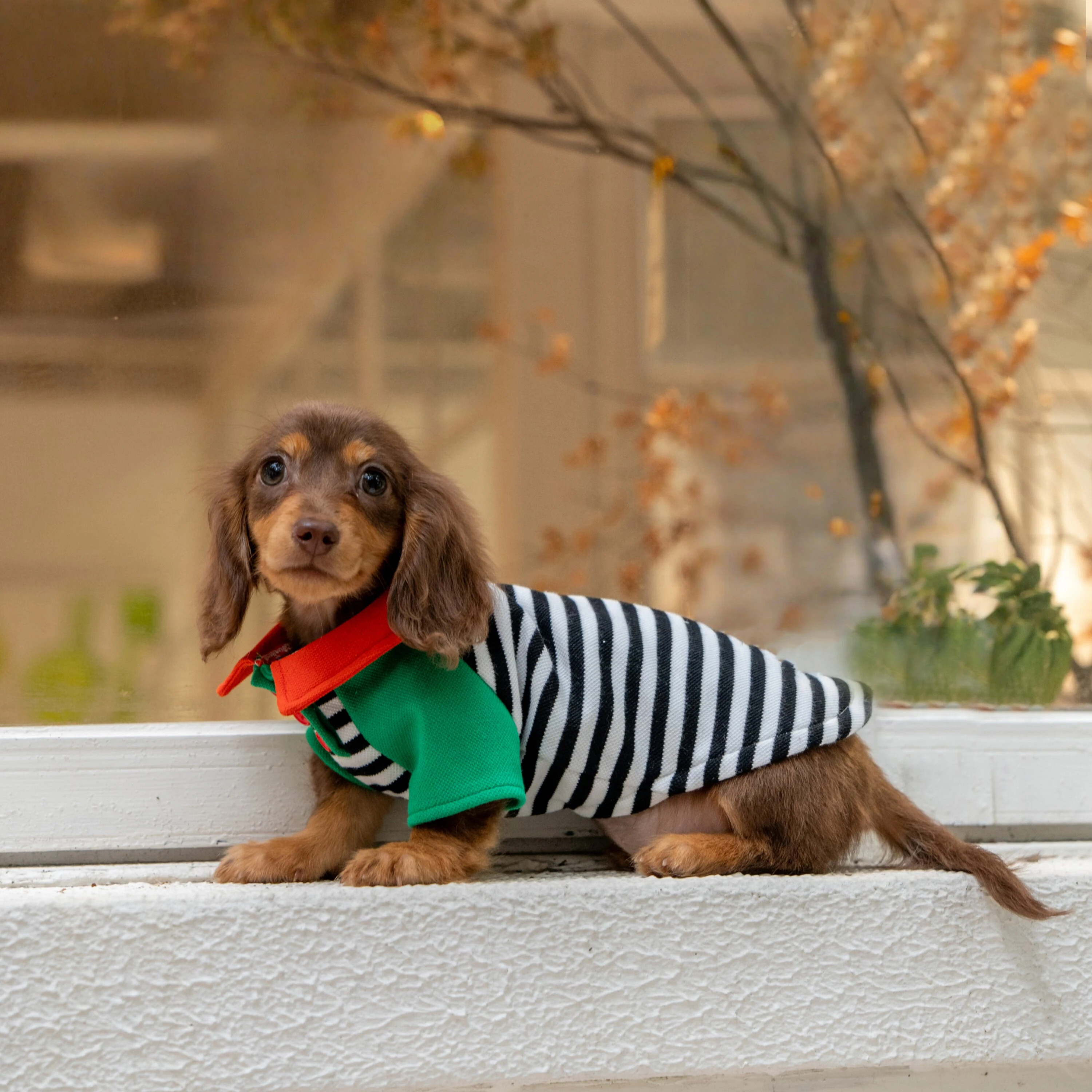 Perro cómodo con pijama de algodón