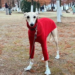 Jersey de punto con cuello alto para Galgo Italiano y Whippet